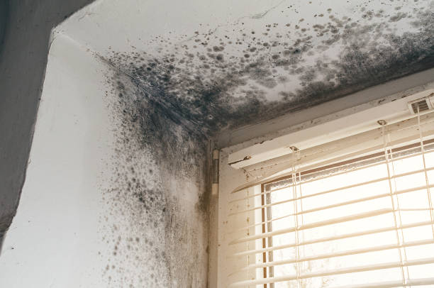 Trusted Black Mold Removal service in Clifton, NJ - Cheap Mold Removal