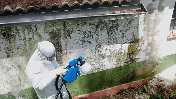 Trusted Commercial Mold Remediation service in Clifton, NJ - Cheap Mold Removal